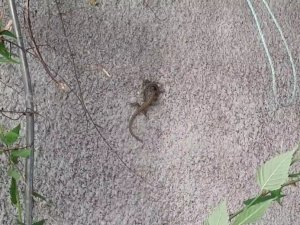 Kertenkeleler duvarı paylaşamadı