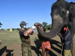 Hindistan’da 28 filin korona virüs testi pozitif çıktı