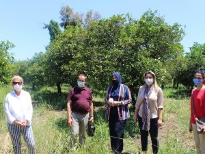 Faydalı böcekler narenciye bahçelerine salınıyor