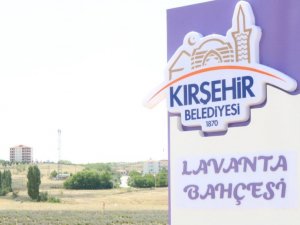Kırşehir’de lavanta festivali düzenlenecek