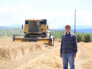 Buğday ve arpa Milas’ta çiftçinin yüzünü güldürdü