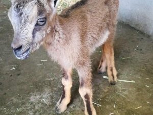 Tunceli’de yavru dağ keçisi koruma altına alındı