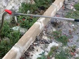 Gümüşhane kent merkezinde yılan operasyonu