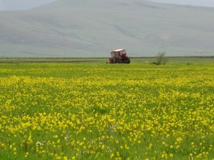 Yağışlar sonrası Ardahan ovası canlandı