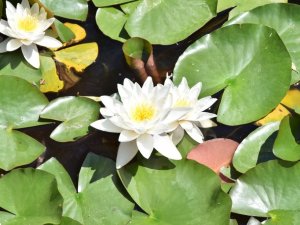 İki kız kardeş nilüfer çiçeklerine özenle bakıyor