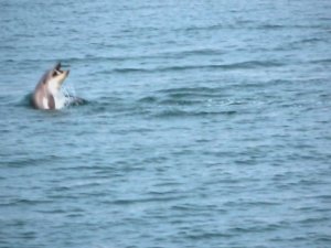Karadeniz’de yunus şöleni