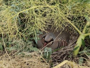 Belediye Başkanı keklik avını yasakladı her yer keklik yuvasıyla doldu