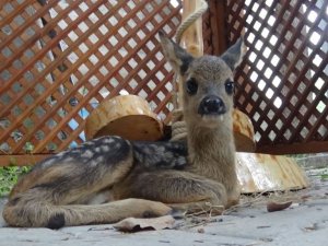 Köyde bulunan yavru karaca koruma altına alındı
