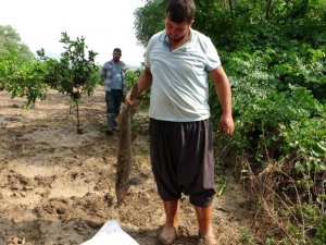 Narenciye bahçesinde balık topladılar