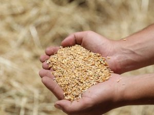 Ata tohumu Karakılçık Buğdayı’nın ilk hasadı Karaova’da yapıldı