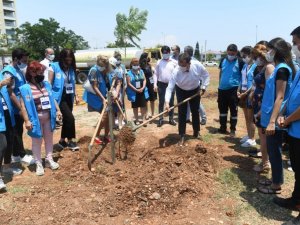 Yenişehir, jakaranda koruluğuyla renklenecek