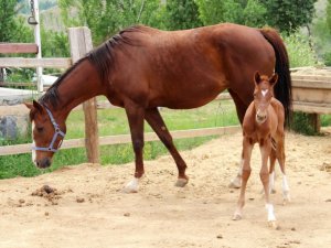 Bu tayın alnında kalbi var
