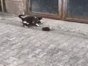 Artvin’den fare ile kedinin güldüren görüntüsü