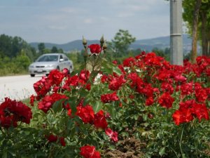Düzce çiçek açtı