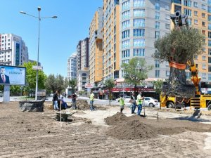 Esenyurt Belediyesi ilçeye yüz yıllık zeytin ağaçları dikti