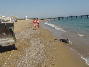 Açıkta bulunan ölü yunus balığı sahile çıkartıldı