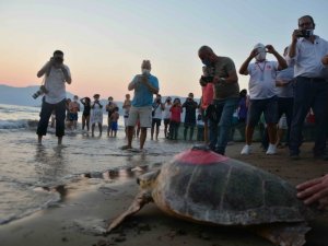 Yeşil Deniz Kaplumbağası ‘Talay’ tedavisinin ardından uydudan izlenecek