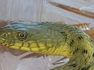 Civciv hırsızı yılan suçüstü yakalandı