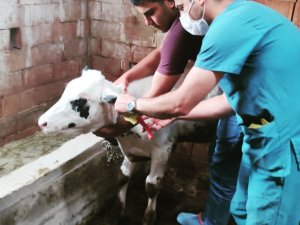 Günyüzü’nde büyükbaş hayvanlarda kimliklendirme ve kayıt çalışmaları