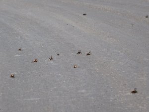 Muşlu çiftçilerin çekirge endişesi