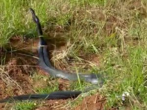 Yılanların dansı kamerada