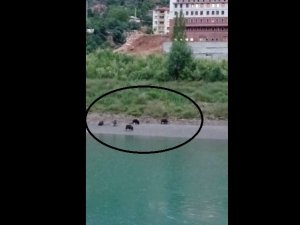 Yavrularında bulunduğu domuz sürüsü ilçeye indi