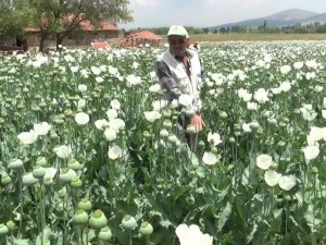 Haşhaş tarlaları beyaza büründü