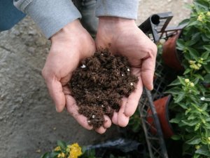 Süs bitkisi ve fide yetiştirme meraklıları bu uyarılara dikkat etmeli