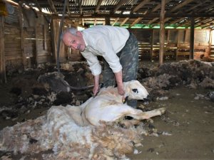 Bayburt’ta havaların ısınmasıyla birlikte besiciler, koyun kırkma işlemine devam ediyor