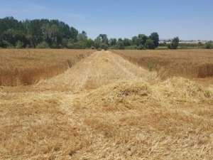 AÜ Ziraat Fakültesi buğday hasadında rekor kırdı