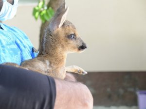 Ormanlık alanda bulunan yavru karacaya çocuk gibi bakıyorlar