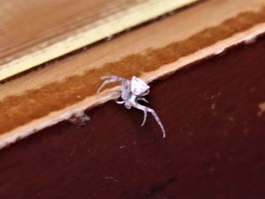 İnsan yüzlü örümcek Türkiye’de 7. kez ortaya çıktı