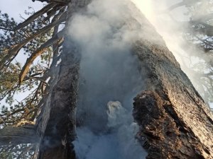 Yıldırım düşen asırlık çam ağacı 3 gündür yanıyor