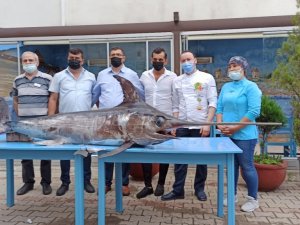 Saros Körfezi’nde yakalanan dev kılıçbalığı ilgi odağı oldu