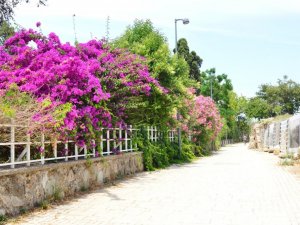 Side Antik Kenti’ndeki evlere begonvil dikme zorunluluğu getirildi