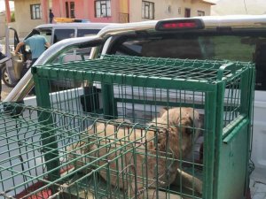 Belediye ekiplerinden yaralı köpeklere şefkat eli