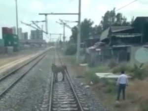 Ölüme terk edilen atı makinistler kurtardı