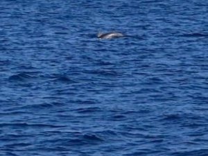 Çizgili Yunuslar Bodrum Açıklarında görsel şölen sundular