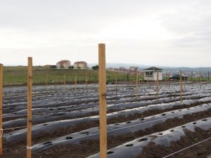 Keçiören Belediyesi devasa yaz bostanı kurdu