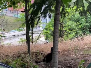 Kedinin kargalarla imtihanı