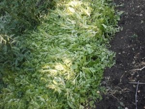 Dolu yağışı tarım arazilerine zarar verdi