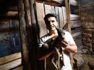 Dağda kaybolan karacaya keçi annelik yapıyor