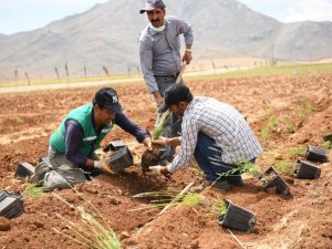 Elbistan’da lavanta vadisinde 3.etap fide dikimi başlandı