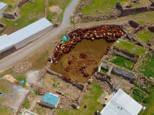 Besicilerin zorlu koyun kırkma mesaisi başladı
