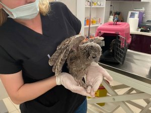 Yavru baykuşa Milli Parklar ekipleri sahip çıktı