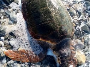 Ölü deniz kaplumbağası karaya vurdu