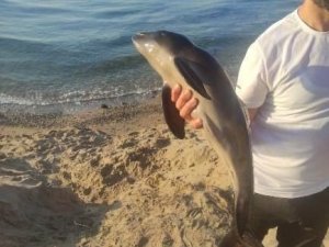 Yavru yunus ölü halde karaya vurdu