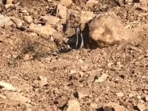 Siirt’te yılanların dansı kameraya yansıdı
