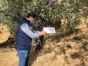 Zeytin güvesi ile mücadele başladı