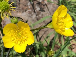 Allahuekber Dağları’nın eteklerinde görsel şölen